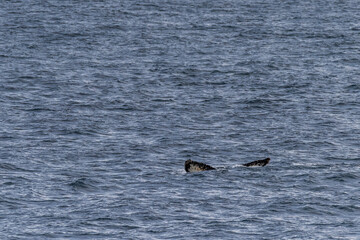 Obraz premium Impression of the Scenery near Anvers Island, on the Antarctic Peninsula. A diving humpback whale -Megaptera novaeangliae- is shown in the foreground.