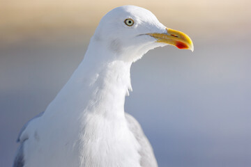 Close-up of a Herring gull (Larus argentatus), Ghent, Belgium