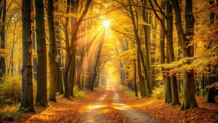 Tranquil golden forest path bathing in the autumn sunlight , Autumn, sunlight, golden, forest, path, tranquil, nature, scenic