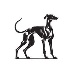 American Staghound Vector - Minimalist Design - American Staghound Silhouette - Illustration of Dog.