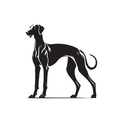 American Staghound Vector - Minimalist Design - American Staghound Silhouette - Illustration of Dog.