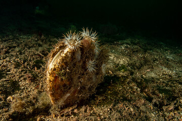 Cylista elegans and Pinna nobilis
