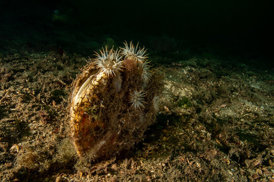 Cylista elegans and Pinna nobilis