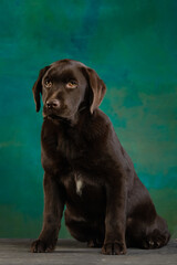 Portrait of a chocolate labrador retriever