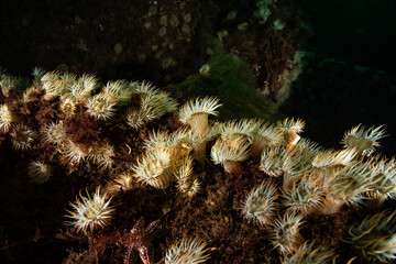Sagartia elegans, the elegant anemone, is a species of sea anemone in the family Sagartiidae. © Murat