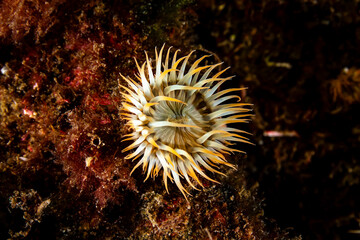 Sagartia elegans, the elegant anemone, is a species of sea anemone in the family Sagartiidae. © Murat