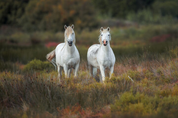 Fototapeta premium Wild white camargue horses running in the field, Camargue, France