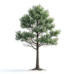 Fototapeta premium Isolated tree on white background 