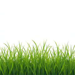 Fototapeta premium Isolated green grass on white background 