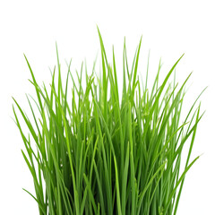 Fototapeta premium Isolated green grass on white background 