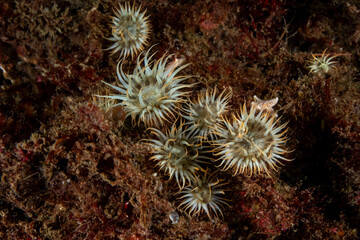 Sagartia elegans, the elegant anemone, is a species of sea anemone in the family Sagartiidae. © Murat