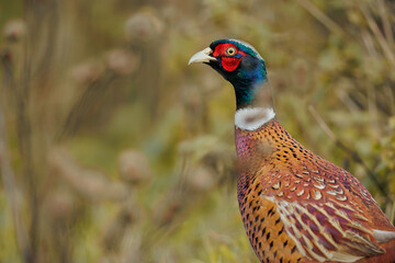 Head portrait of male Common pheasant (Phasianus colchicus), Belgium