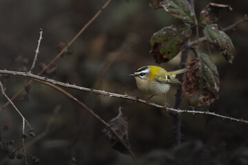 Firecrest (Regulus ignicapilla) perched on a branch, calling, Belgium