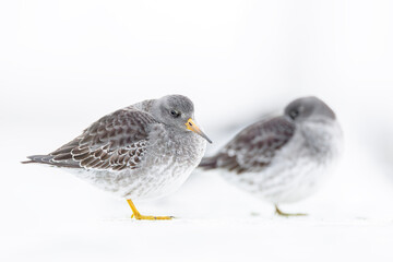 Purple sandpipers (Calidris maritima), Nieuwpoort, Belgium