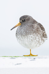 Portrait of a purple sandpiper (Calidris maritima), Nieuwpoort, Belgium