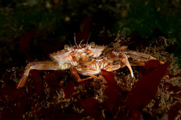 Swimming crab, also known as Harbor crab, named after the species Polybius depurator