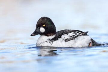 Male Goldeneye (Bucephala clangula) on water, The Netherlands