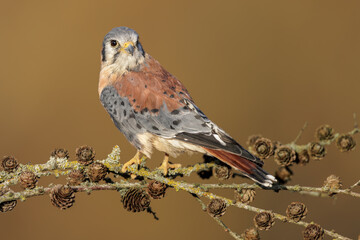 Portrait of a perched American Kestrel (Falco sparverius) male.