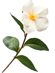Beautiful white flower with green leaves on a delicate stem isolated on white background
