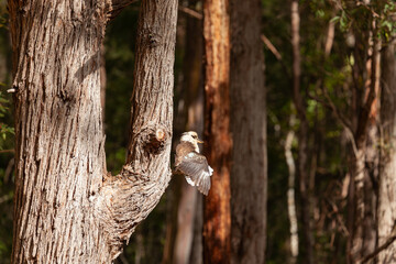 Kookaburra on the tree with open wings for sun dry.