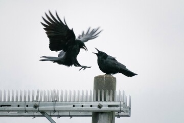 Crow feeding