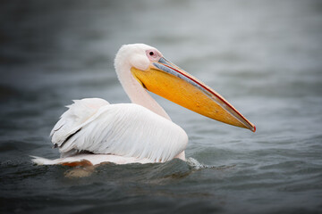 Portrait of a great white pelican (pelecanus onocrotalus), Lake Naivasha, Kenya