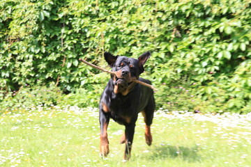 Hund Rottweiler spielt im Frühling zwischen Bluem im Garten