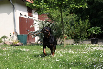 Hund Rottweiler spielt im Frühling zwischen Bluem im Garten