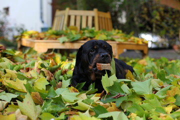 Rottweiler liegt im Laubhaufen im Herbst