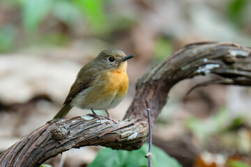 Tickell's Blue Flycatcher female birdwatching in the forest