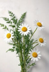 Obraz premium Macro shot of camomile leaves and stems against a white surface, leaf, closeup, camomile
