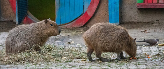 Capybara