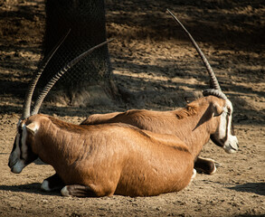 Tibetan antelope