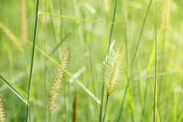 Beautiful grass flowers in soft and warm early morning light of spring time. 