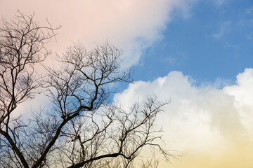 Leafless tree is standing against evening big cloud in blue sky background.