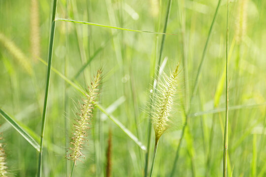 Beautiful grass flowers in soft and warm early morning light of spring time. 