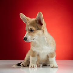 studio portrait of a Pembroke Welsh Corgi