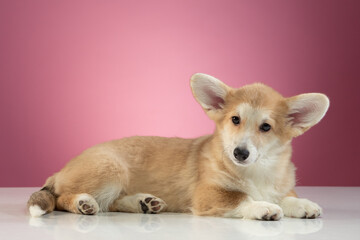 studio portrait of a Pembroke Welsh Corgi