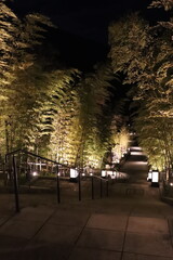 夜間ライトアップされた長門湯本の竹林と階段