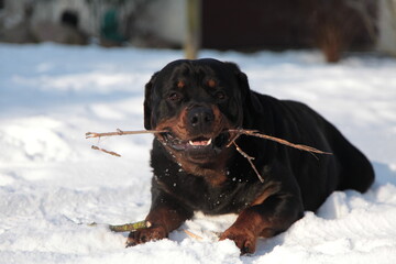 Rottweiler liegt im Schnee im Winter mit Stock und spielt