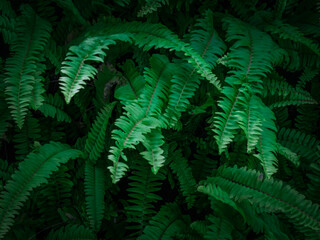 Dark green leaf Close-up of vibrant green leaves Natural green leaves plants