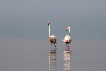 Fototapeta premium African wild birds. Two great flamingos on the blue lagoon in the morning