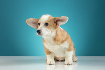 studio portrait of a Pembroke Welsh Corgi