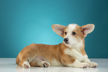 studio portrait of a Pembroke Welsh Corgi