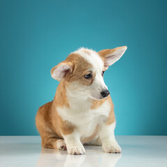 studio portrait of a Pembroke Welsh Corgi