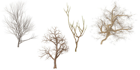 Collection of Dried Sea Fan Coral Branches