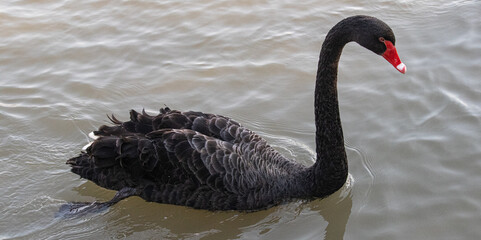 black swan on the water