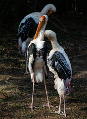 white stork in the nest