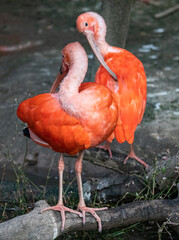 flamingo