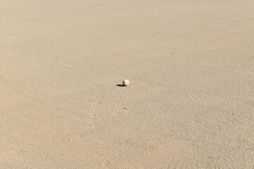 グラウンドの野球ボール